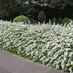 Tavoľník sivý (Spiraea × cinerea) ´GREFSHEIM´ - výška 20-40 cm, kont. C3L